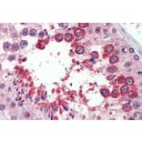 Immunohistochemistry - Anti-Nogo A Antibody (A326267) - Antibodies.com
