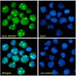 Immunofluorescence - Anti-NCOR1 Antibody (A326268) - Antibodies.com