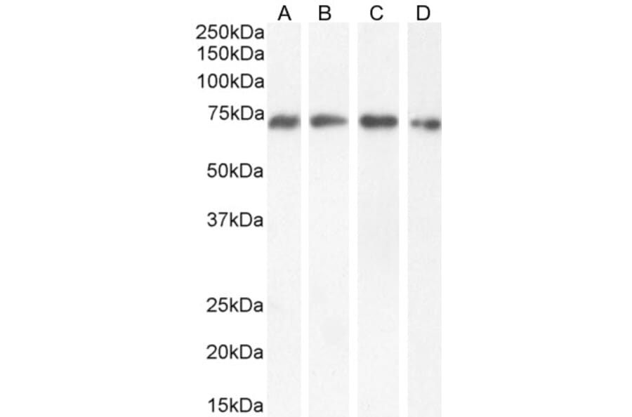 Western Blot - Anti-Nucleoporin p62 Antibody (A326269) - Antibodies.com