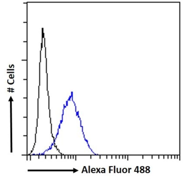 Flow Cytometry - Anti-Nucleoporin p62 Antibody (A326269) - Antibodies.com