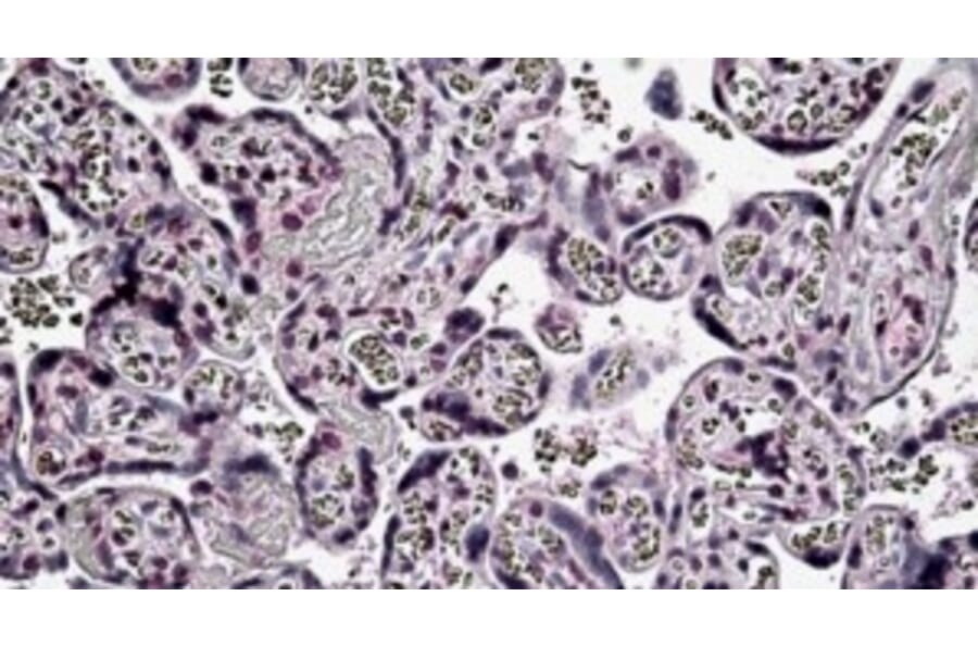 Immunohistochemistry - Anti-PER2 Antibody (A326273) - Antibodies.com