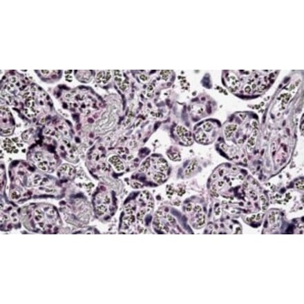 Immunohistochemistry - Anti-PER2 Antibody (A326273) - Antibodies.com