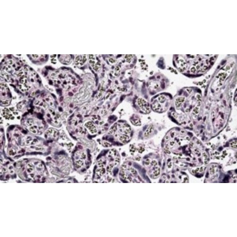 Immunohistochemistry - Anti-PER2 Antibody (A326273) - Antibodies.com