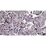 Immunohistochemistry - Anti-PER2 Antibody (A326273) - Antibodies.com