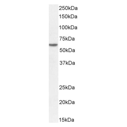 Western Blot - Anti-Perilipin-1 Antibody (A326275) - Antibodies.com