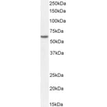 Western Blot - Anti-Perilipin-1 Antibody (A326275) - Antibodies.com