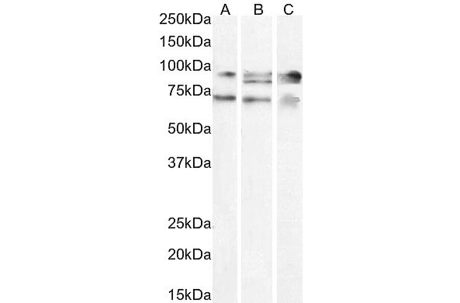 Western Blot - Anti-PGC1 alpha Antibody (A326276) - Antibodies.com
