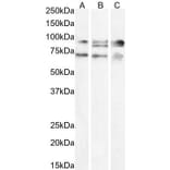 Western Blot - Anti-PGC1 alpha Antibody (A326276) - Antibodies.com