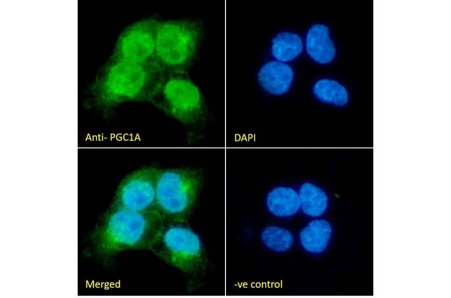 Immunofluorescence - Anti-PGC1 alpha Antibody (A326276) - Antibodies.com