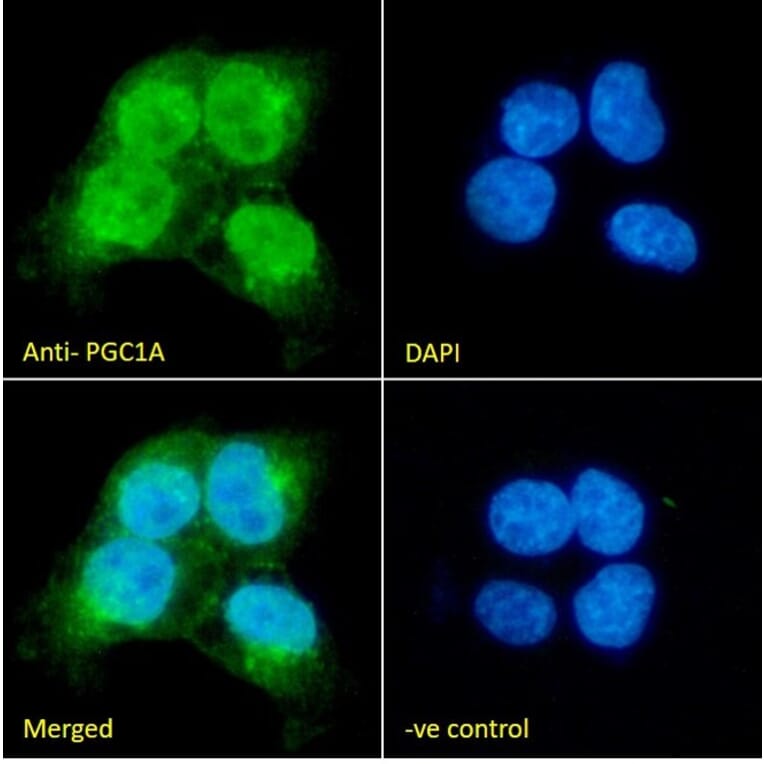 Immunofluorescence - Anti-PGC1 alpha Antibody (A326276) - Antibodies.com