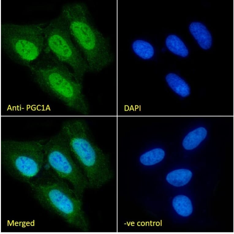 Immunofluorescence - Anti-PGC1 alpha Antibody (A326276) - Antibodies.com