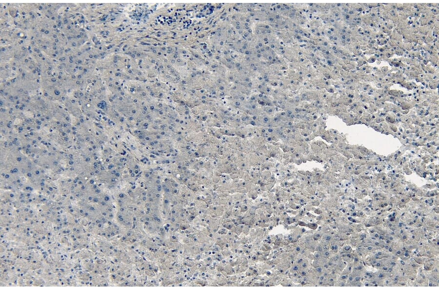 Immunohistochemistry - Anti-PGC1 alpha Antibody (A326276) - Antibodies.com