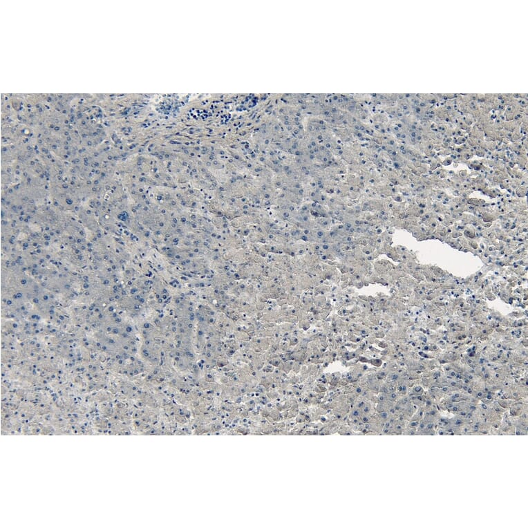 Immunohistochemistry - Anti-PGC1 alpha Antibody (A326276) - Antibodies.com