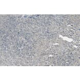 Immunohistochemistry - Anti-PGC1 alpha Antibody (A326276) - Antibodies.com