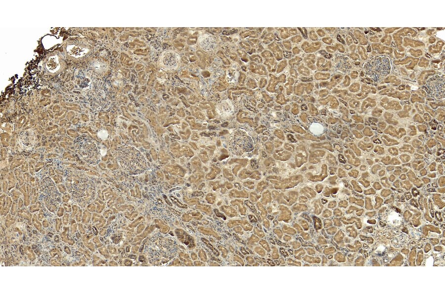 Immunohistochemistry - Anti-PGC1 alpha Antibody (A326276) - Antibodies.com