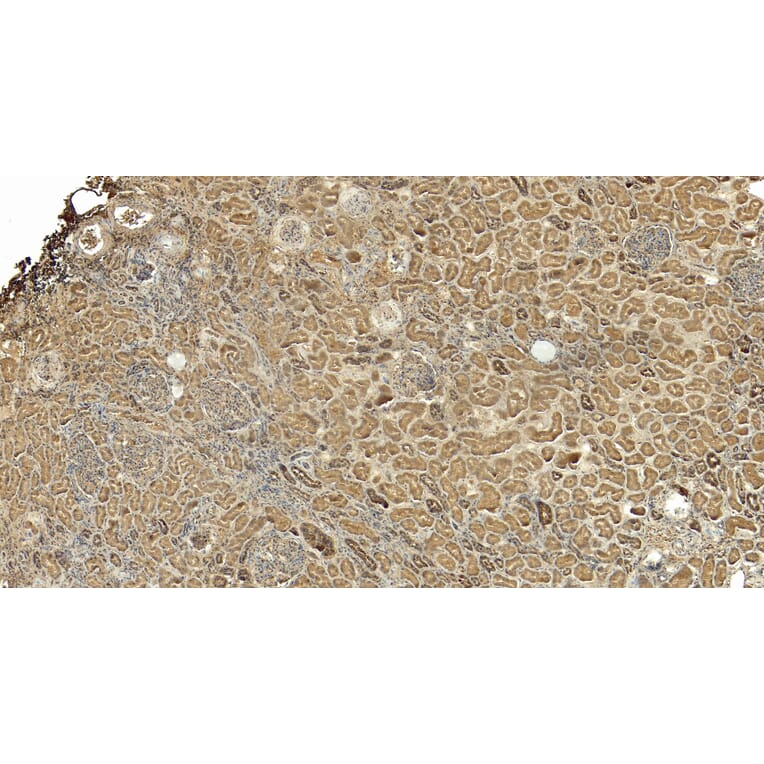Immunohistochemistry - Anti-PGC1 alpha Antibody (A326276) - Antibodies.com