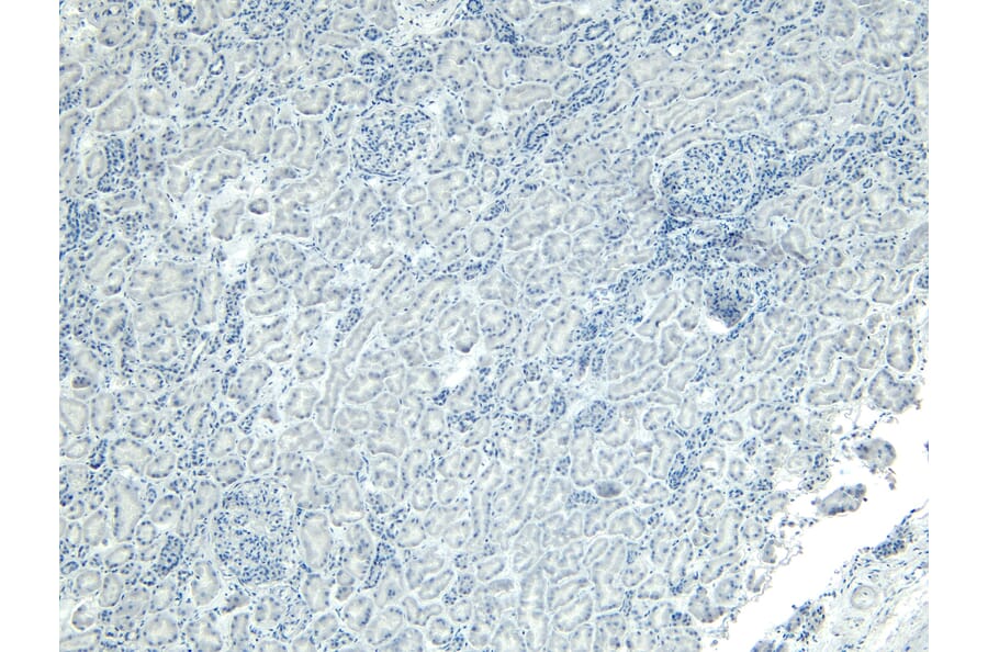 Immunohistochemistry - Anti-PGC1 alpha Antibody (A326276) - Antibodies.com