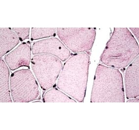Immunohistochemistry - Anti-PGC1 beta Antibody (A326277) - Antibodies.com