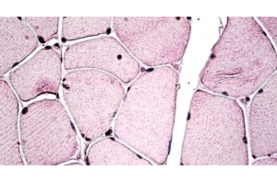 Immunohistochemistry - Anti-PGC1 beta Antibody (A326277) - Antibodies.com