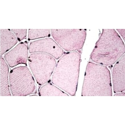Immunohistochemistry - Anti-PGC1 beta Antibody (A326277) - Antibodies.com