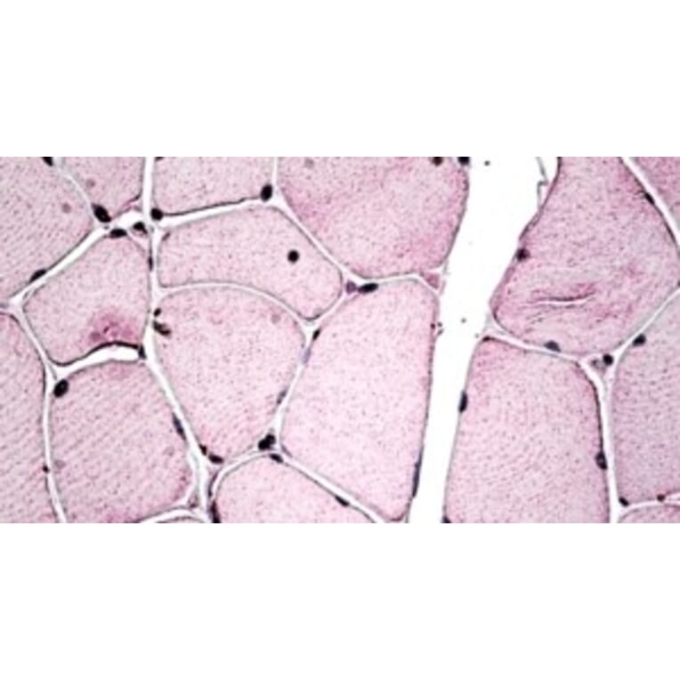 Immunohistochemistry - Anti-PGC1 beta Antibody (A326277) - Antibodies.com