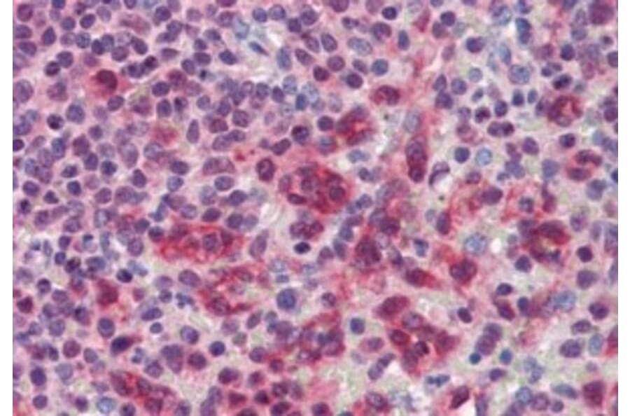 Immunohistochemistry - Anti-PILRB Antibody (A326278) - Antibodies.com