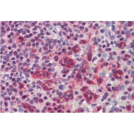 Immunohistochemistry - Anti-PILRB Antibody (A326278) - Antibodies.com