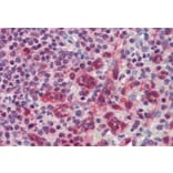 Immunohistochemistry - Anti-PILRB Antibody (A326278) - Antibodies.com