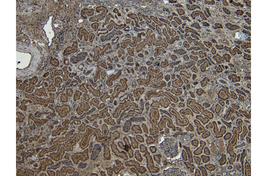 Immunohistochemistry - Anti-PLC-delta-3 Antibody (A326279) - Antibodies.com