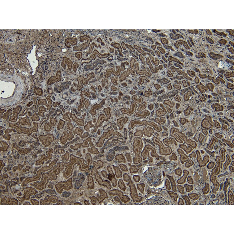 Immunohistochemistry - Anti-PLC-delta-3 Antibody (A326279) - Antibodies.com