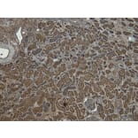 Immunohistochemistry - Anti-PLC-delta-3 Antibody (A326279) - Antibodies.com