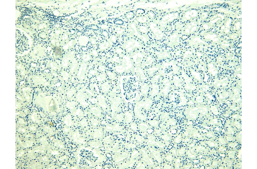 Immunohistochemistry - Anti-PLC-delta-3 Antibody (A326279) - Antibodies.com
