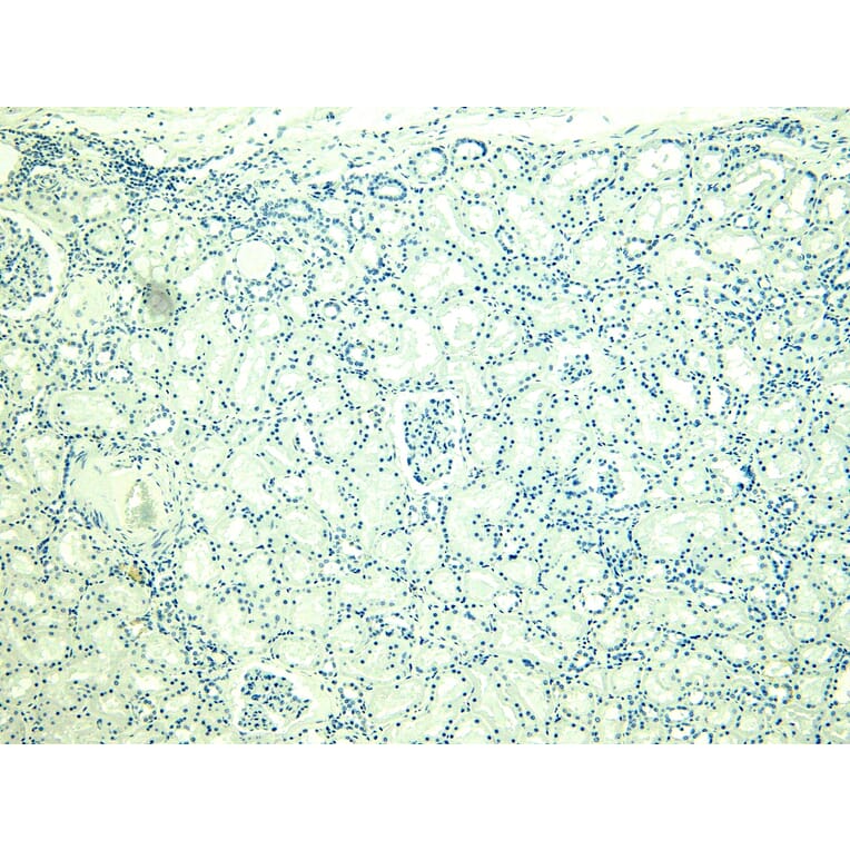 Immunohistochemistry - Anti-PLC-delta-3 Antibody (A326279) - Antibodies.com