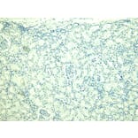 Immunohistochemistry - Anti-PLC-delta-3 Antibody (A326279) - Antibodies.com