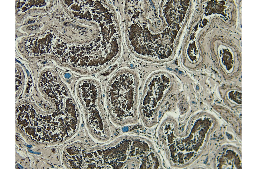 Immunohistochemistry - Anti-PLC-delta-3 Antibody (A326279) - Antibodies.com
