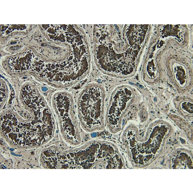 Immunohistochemistry - Anti-PLC-delta-3 Antibody (A326279) - Antibodies.com