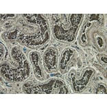Immunohistochemistry - Anti-PLC-delta-3 Antibody (A326279) - Antibodies.com
