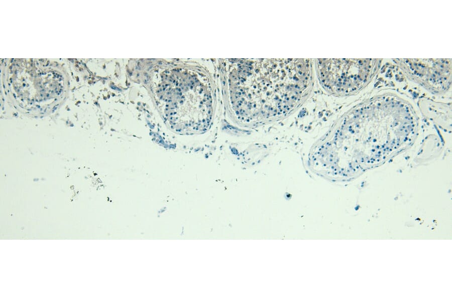 Immunohistochemistry - Anti-PLC-delta-3 Antibody (A326279) - Antibodies.com
