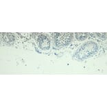 Immunohistochemistry - Anti-PLC-delta-3 Antibody (A326279) - Antibodies.com