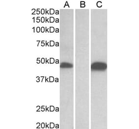 Western Blot - Anti-Pofut1 Antibody (A326280) - Antibodies.com