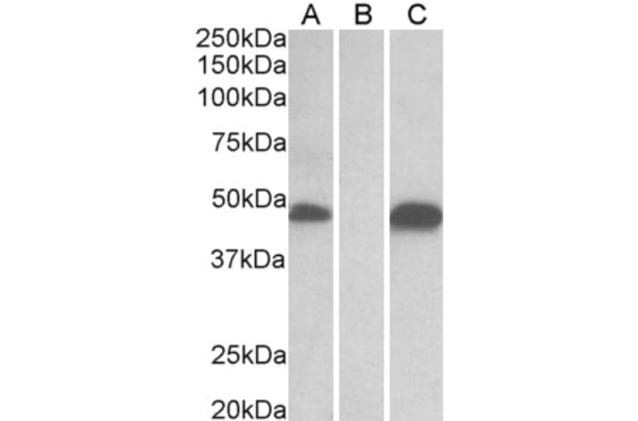 Western Blot - Anti-Pofut1 Antibody (A326280) - Antibodies.com