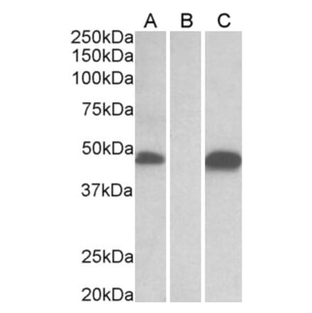 Western Blot - Anti-Pofut1 Antibody (A326280) - Antibodies.com