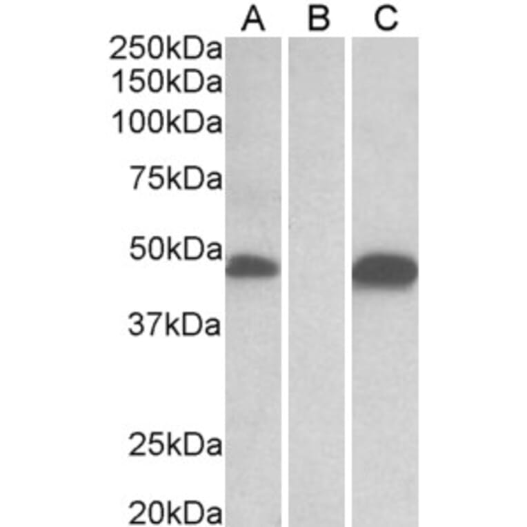 Western Blot - Anti-Pofut1 Antibody (A326280) - Antibodies.com