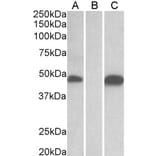 Western Blot - Anti-Pofut1 Antibody (A326280) - Antibodies.com