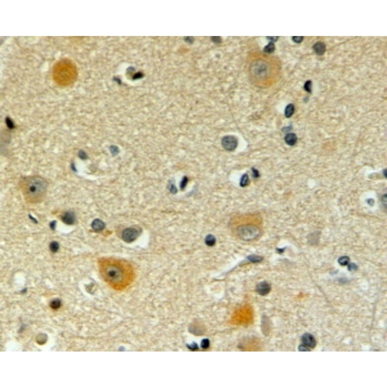Immunohistochemistry - Anti-Pofut1 Antibody (A326280) - Antibodies.com