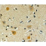 Immunohistochemistry - Anti-Pofut1 Antibody (A326280) - Antibodies.com