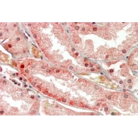 Immunohistochemistry - Anti-Polycystin 1 Antibody (A326281) - Antibodies.com