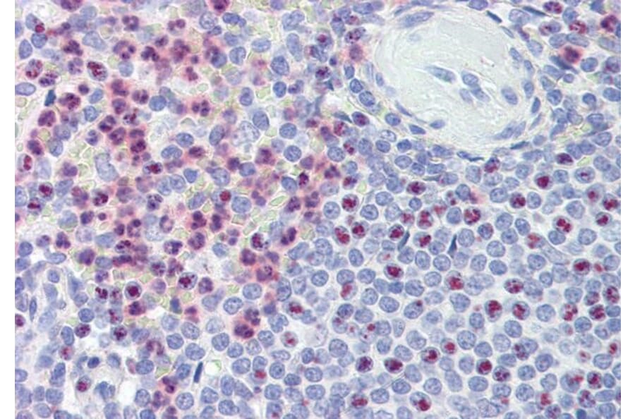 Immunohistochemistry - Anti-Polycystin 1 Antibody (A326281) - Antibodies.com