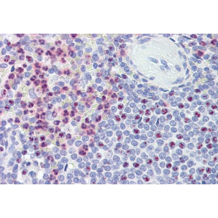 Immunohistochemistry - Anti-Polycystin 1 Antibody (A326281) - Antibodies.com
