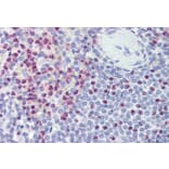 Immunohistochemistry - Anti-Polycystin 1 Antibody (A326281) - Antibodies.com